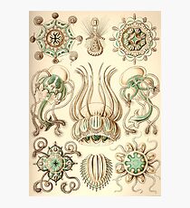 Narcomedusae - Ernst Haeckel Photographic Print