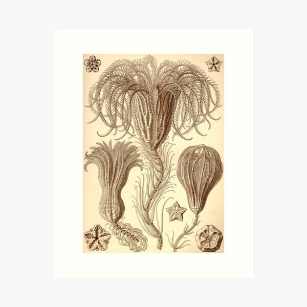 Item preview, Crinoidea - Ernst Haeckel  designed and sold by billythekidtees.