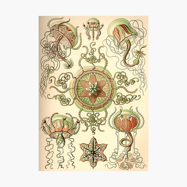 Item preview,  Trachomedusae - Ernst Haeckel  designed and sold by billythekidtees.
