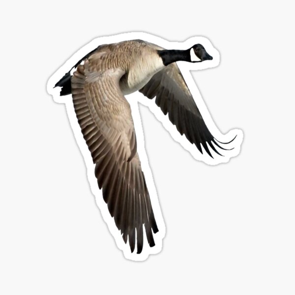 Canada goose leaking outlet feathers