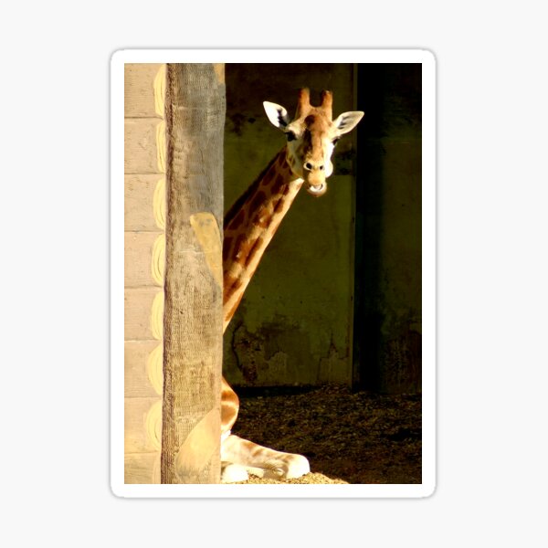 The little shy giraffe Sticker