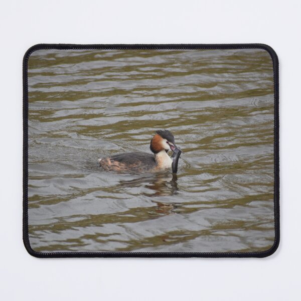 Item preview, Great crested grebe with a fish designed and sold by AnneVisscher.