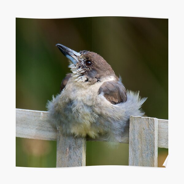 ARTAMIDAE ~ Grey Butcherbird UG8YFUEH by David Irwin ~ WO Poster