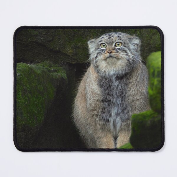 Item preview, Manuel the pallas's cat designed and sold by AnneVisscher.