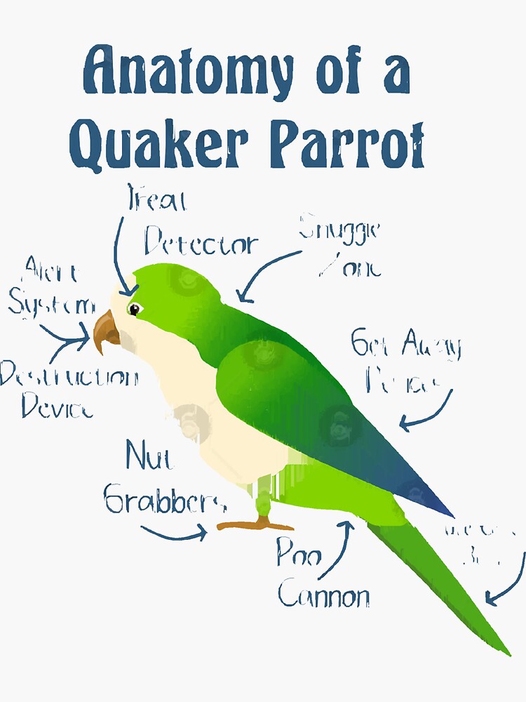 Anatomy Of Quaker Parrot Monk Parakeet Sticker For Sale By Chunam Anatomy Of Quaker Parrot Monk Parakeet Sticker For Sale By Chunam