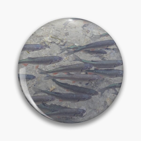 Item preview, A shoal of Dace, a fish that is a species of the carp family, at Plitvice Lakes, Croatia designed and sold by SnapTPhotograph.