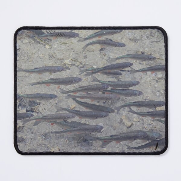 Item preview, A shoal of Dace, a fish that is a species of the carp family, at Plitvice Lakes, Croatia designed and sold by SnapTPhotograph.
