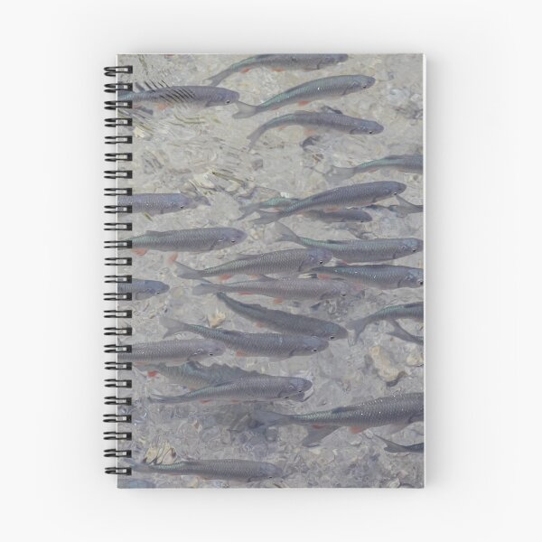 Item preview, A shoal of Dace, a fish that is a species of the carp family, at Plitvice Lakes, Croatia designed and sold by SnapTPhotograph.