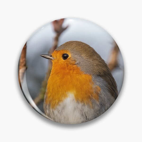 Item preview, Robin atop a branch designed and sold by cdkphotos.