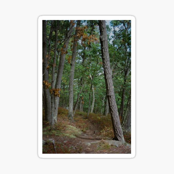 Forest Stroll Sticker