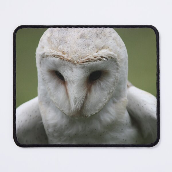 Item preview, Barn Owl Close-up designed and sold by kew-photography.