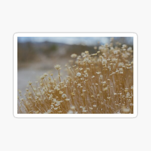 Desert Flowers Sticker