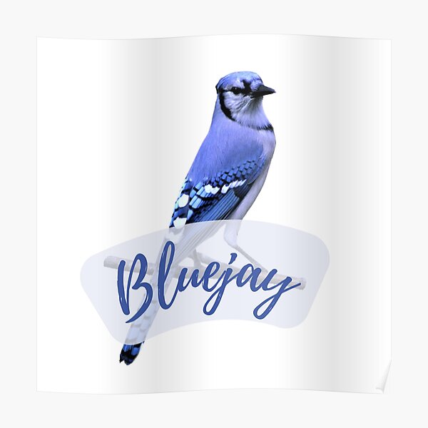 Blue Jay Flying Away with Flowers Design Poster for Sale by Tyler Rosso