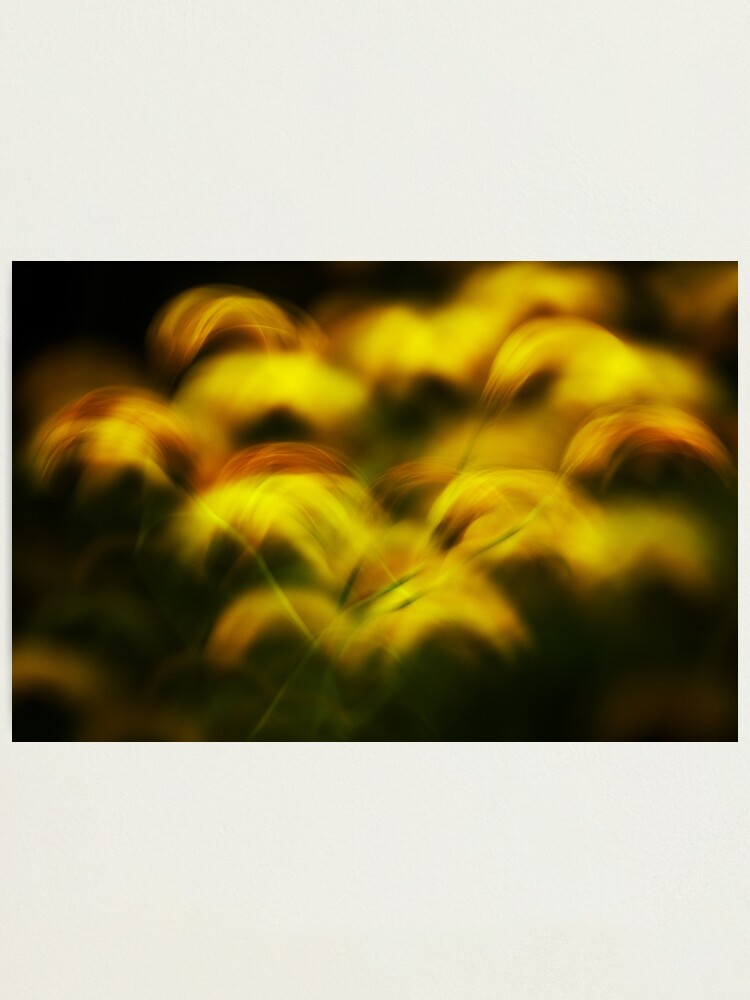 Thumbnail 1 of 3, Photographic Print, Golden feathers designed and sold by patmo.