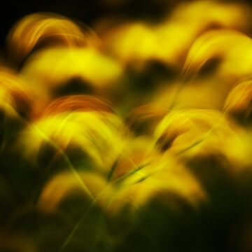 Artwork thumbnail, Golden feathers by Patrick Morand