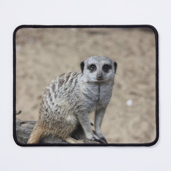 Item preview, A Very Cute Meerkat! designed and sold by kew-photography.