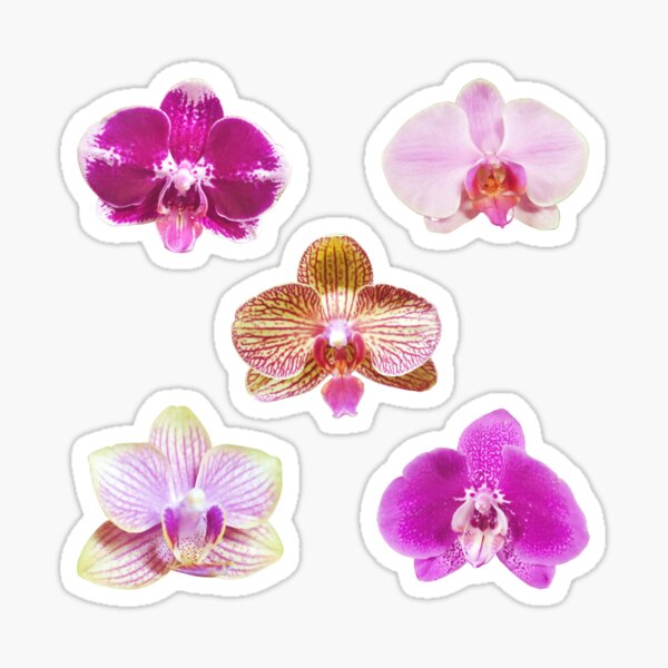 Conjunto de 5 orquídeas Pegatina