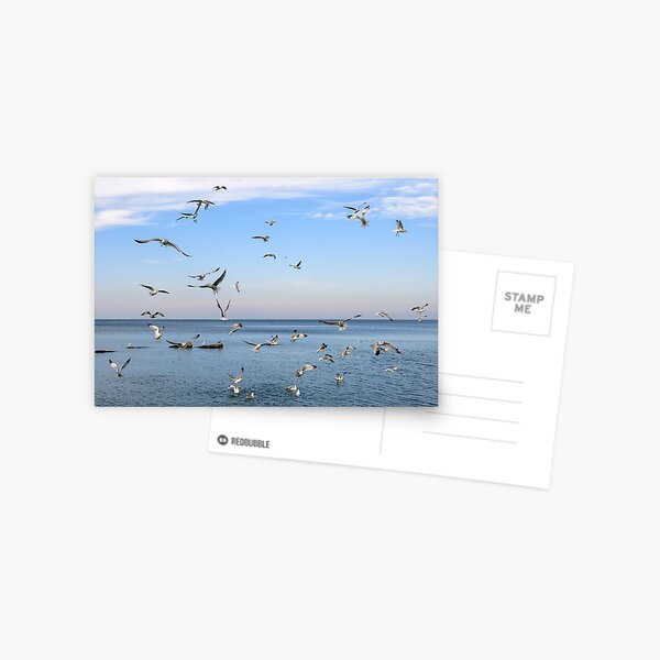 Feeding Frenzy Postcard