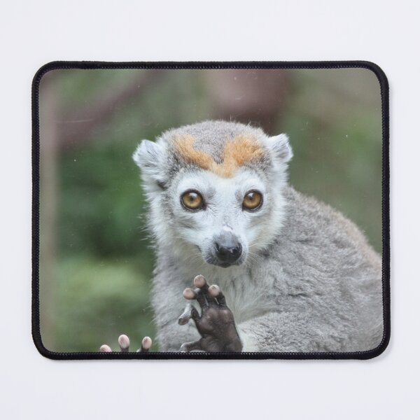Item preview, Lemur Portrait designed and sold by kew-photography.