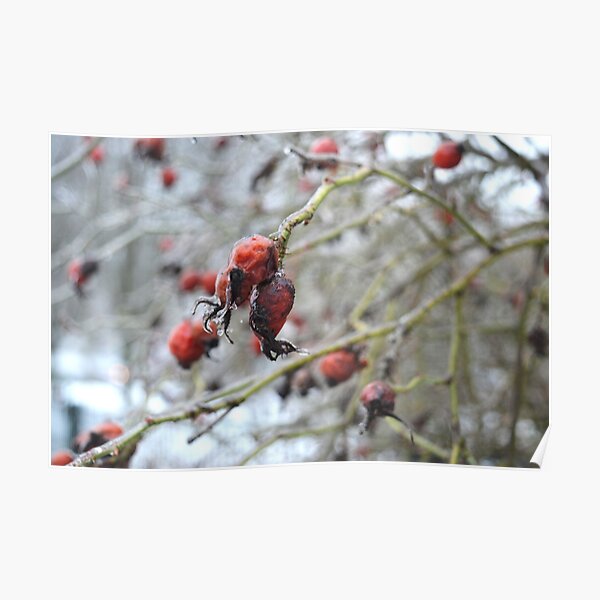 Winter berries Poster