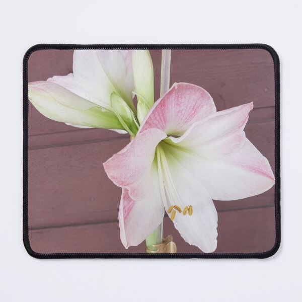 Item preview, LOOK A BEAUTIFUL WINTER LILLY designed and sold by Frances82253.