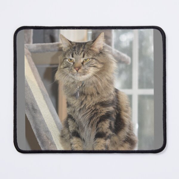 Item preview, Not Amused Cat designed and sold by CABB-Designs.