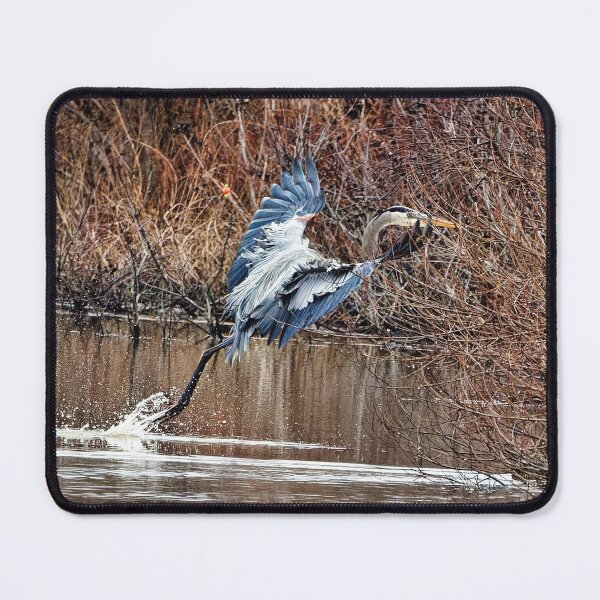 Item preview, Great Blue Heron landing in the marsh designed and sold by KDartisticeye.