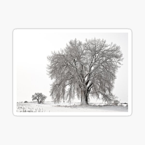 Frosted Cottonwoods Sticker