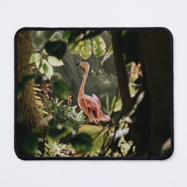 Item preview, Flamingo at Loro Parque designed and sold by Lalalibe.