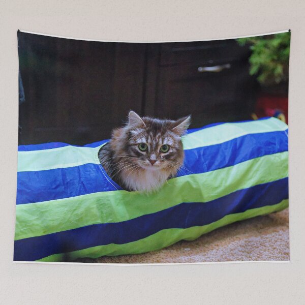 Item preview, Siberian Forest Kitten playing in tunnel designed and sold by KDartisticeye.