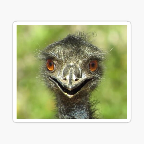 Item preview, Emu Photography designed and sold by Digitaldingo.
