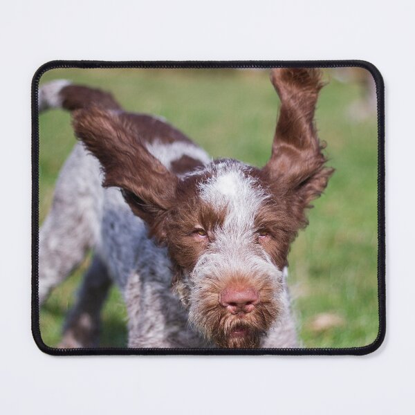 Item preview, Brown Roan Italian Spinone Puppy Dog In Action by heidiannemorris © designed and sold by FOLK ART FUSION by heidiannemorris.