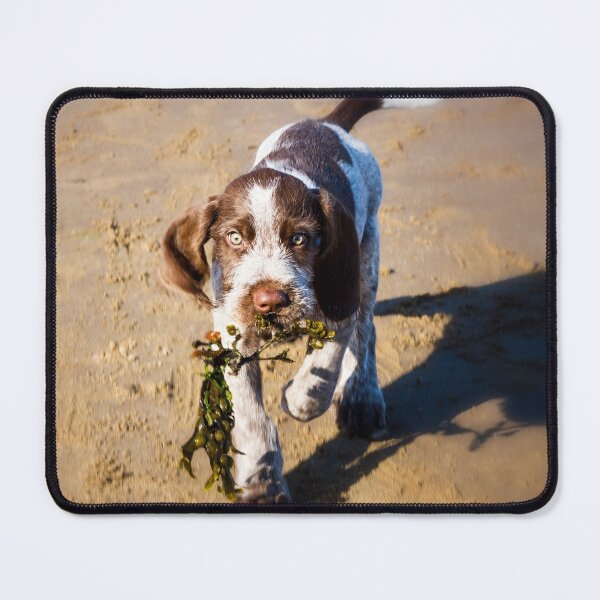 Item preview, Seaweed Puppy Spinone  designed and sold by FOLK ART FUSION by heidiannemorris.