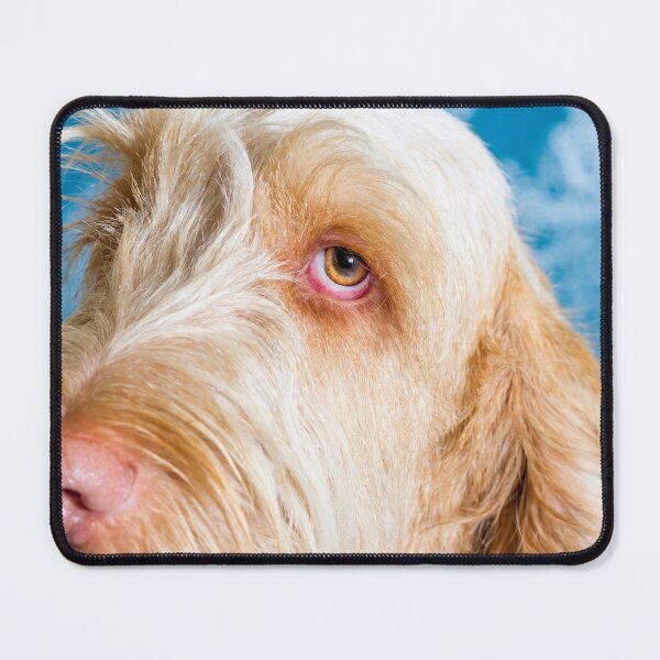 Item preview, Delicate thoughts Spinone by heidiannemorris designed and sold by FOLK ART FUSION by heidiannemorris.