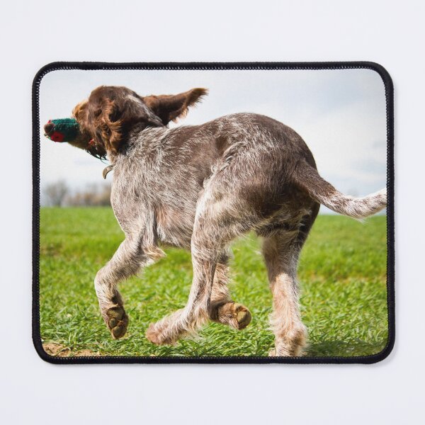 Item preview, Running with a dummy Spinone by heidiannemorris designed and sold by FOLK ART FUSION by heidiannemorris.