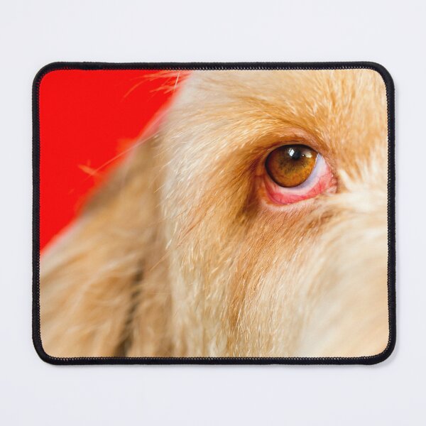 Item preview, Eye Spy Spinone designed and sold by FOLK ART FUSION by heidiannemorris.