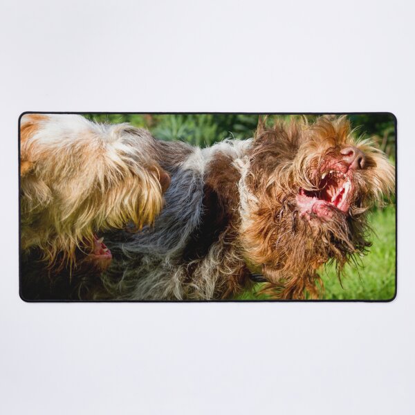 Item preview, Italian Spinone Play Fight by heidiannemorris designed and sold by FOLK ART FUSION by heidiannemorris.