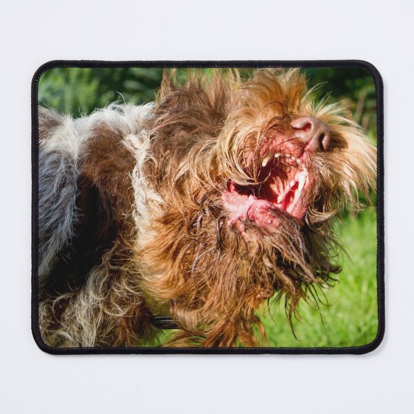 Item preview, Italian Spinone Play Fight by heidiannemorris designed and sold by FOLK ART FUSION by heidiannemorris.
