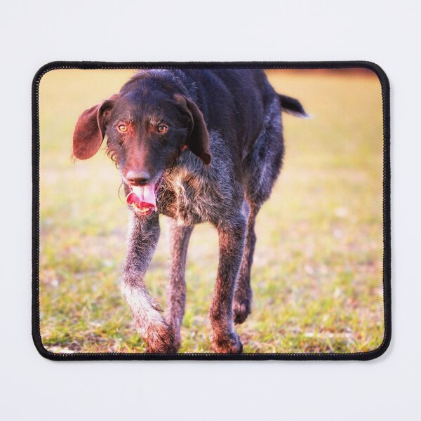 Item preview, German Wirehaired Pointer happy running designed and sold by FOLK ART FUSION by heidiannemorris.