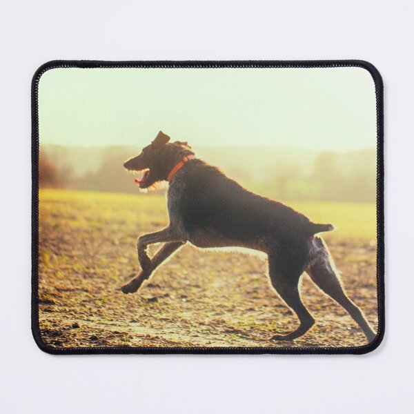 Item preview, German Wirehaired Pointer running designed and sold by FOLK ART FUSION by heidiannemorris.