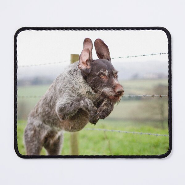 Item preview, German Wirehaired Pointer leaping designed and sold by FOLK ART FUSION by heidiannemorris.