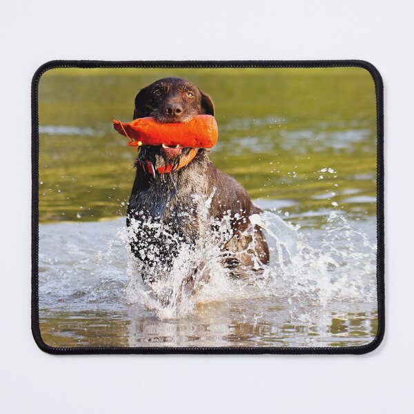 Item preview, German Wirehaired Pointer retrieving in water designed and sold by FOLK ART FUSION by heidiannemorris.