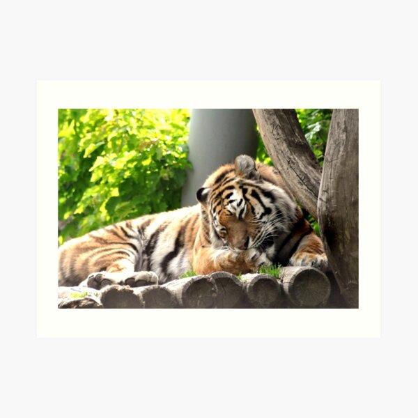 Grooming - bengali tiger Art Print