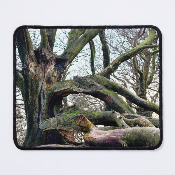 Item preview, Broken Beech Tree designed and sold by FOLK ART FUSION by heidiannemorris.
