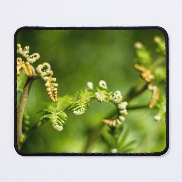 Item preview, A young fern leaf unfolding designed and sold by FOLK ART FUSION by heidiannemorris.