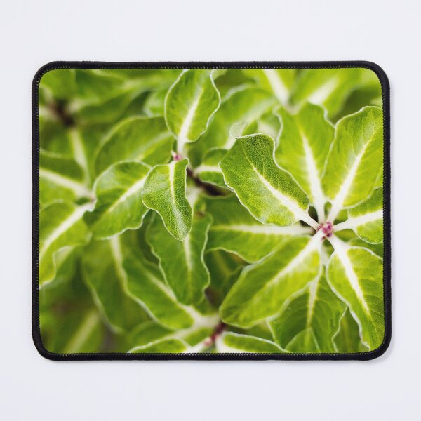 Item preview, Pittosporum tenuifolium Arundel Green designed and sold by FOLK ART FUSION by heidiannemorris.
