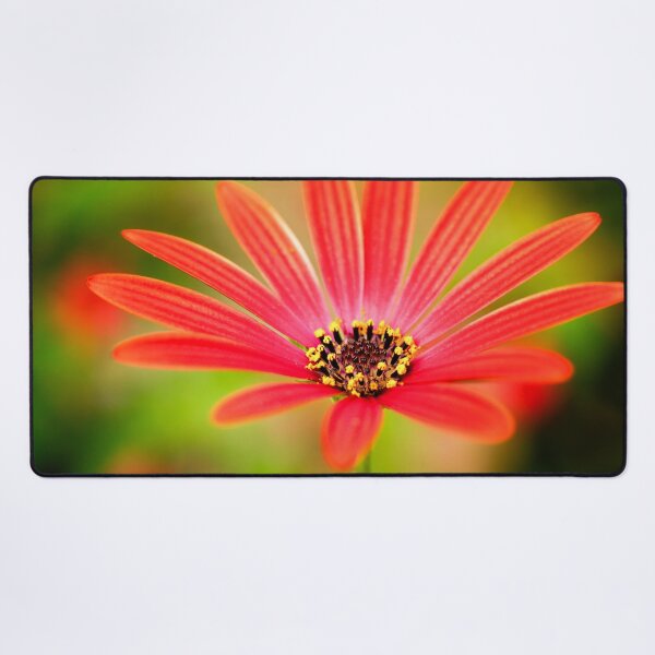 Item preview, Red Osteospermum designed and sold by FOLK ART FUSION by heidiannemorris.