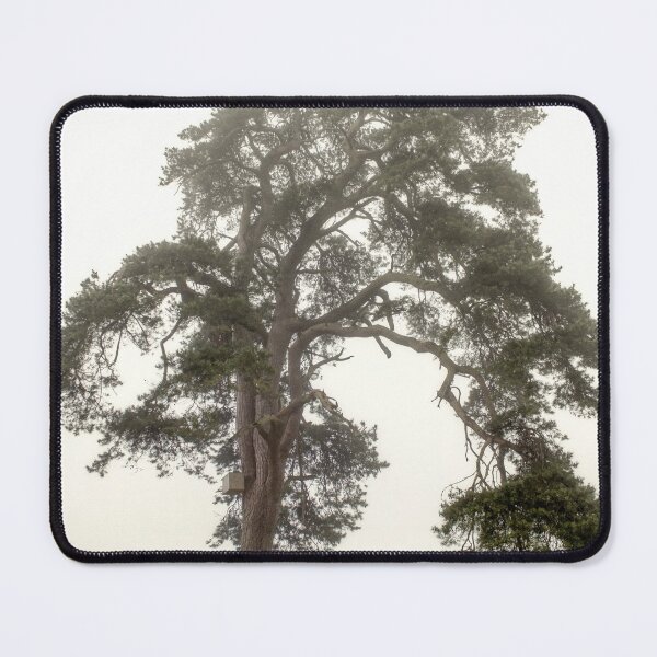Item preview, Scots Pine in fog by heidiannemorris © designed and sold by FOLK ART FUSION by heidiannemorris.