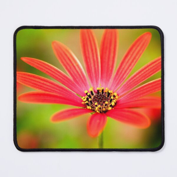 Item preview, Red Osteospermum designed and sold by FOLK ART FUSION by heidiannemorris.