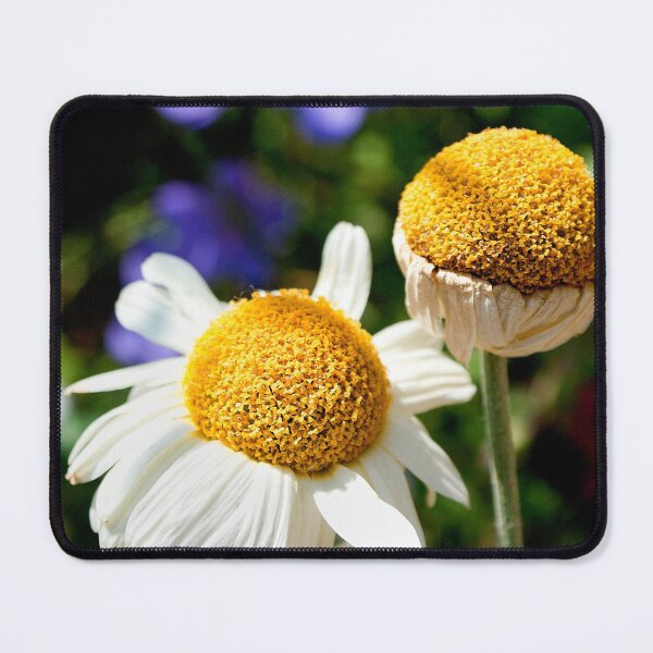 Item preview, Daisies in the afternoon sun designed and sold by FOLK ART FUSION by heidiannemorris.